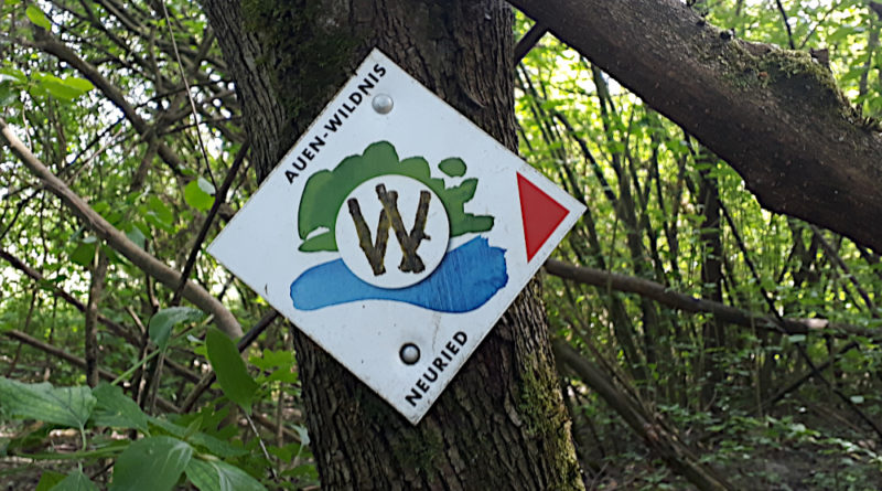Auen-Wildnispfad Neuried Ortenau Urlaub Freizeit Ausflug Natur Altrhein