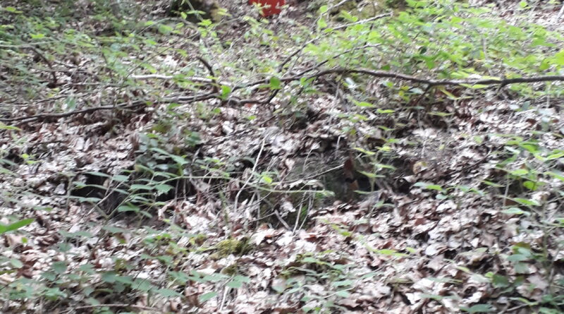 entdecker-weg zell weierbach wolfsgrube schwarzwald ausflug urlaub ortenau